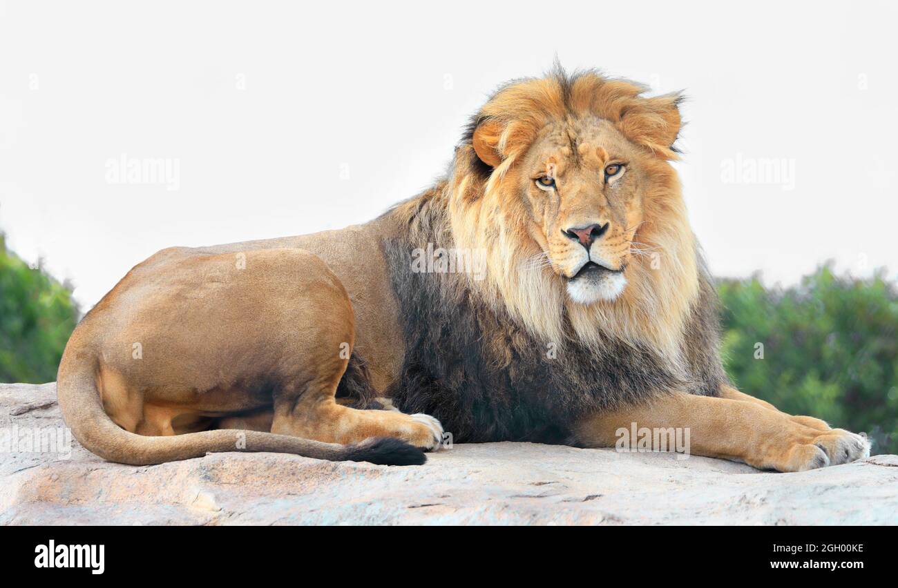 Löwe sitzt auf dem Felsen isoliert auf weißem Hintergrund Stockfoto