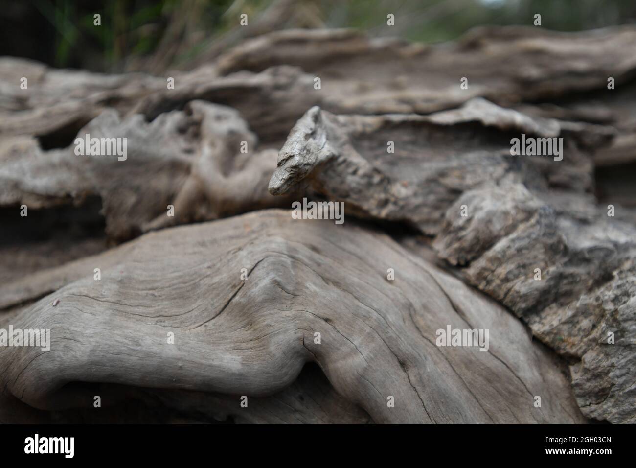 Nahaufnahme des Baumstammwaldes am McKinlay River im Northern Territory von Australien. Stockfoto