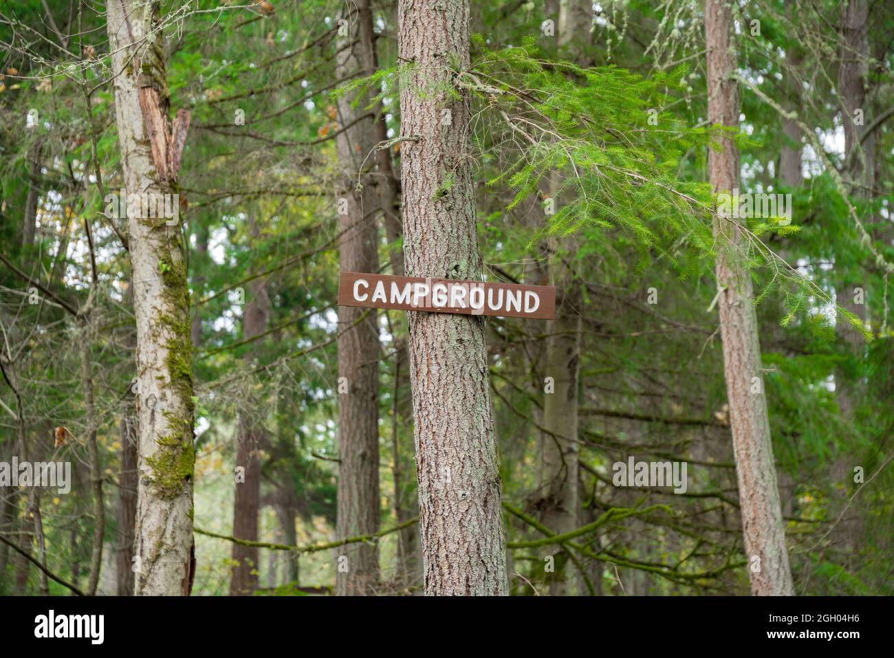 Hölzerne Schilder mit weißen Campingplätzen, die auf einem Baum in Tacoma, Washington, angebracht sind Stockfoto