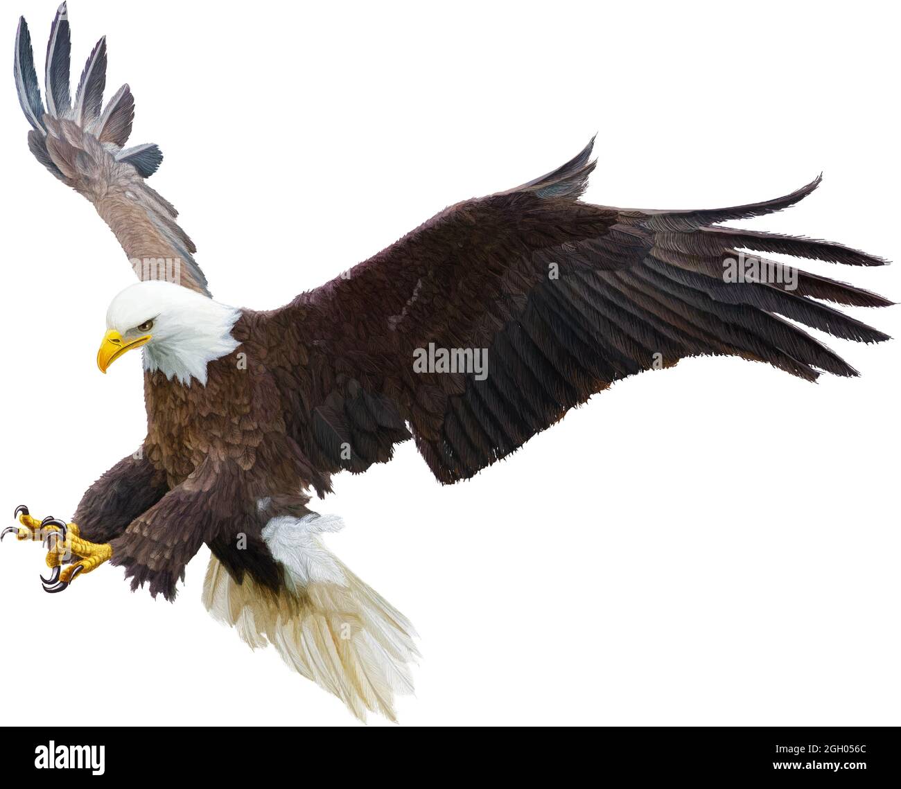 Weißkopfseeadler fliegen Schlag Angriff Hand zeichnen und malen Farbe auf weißem Hintergrund Vektor-Illustration. Stock Vektor