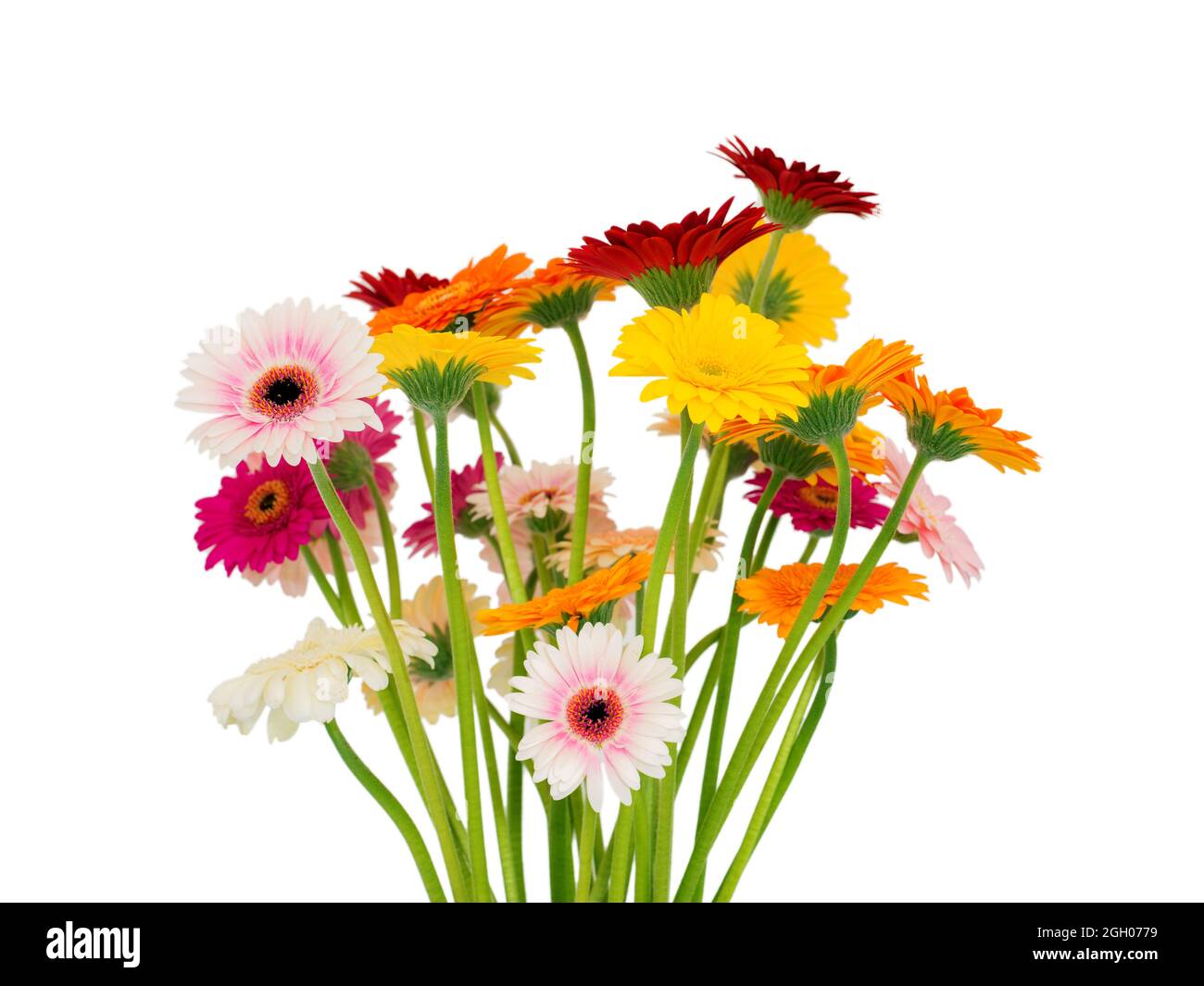 Schönes Bouquet von bunten lebendigen Gänseblümchen Gerbera auf weißem Hintergrund Stockfoto