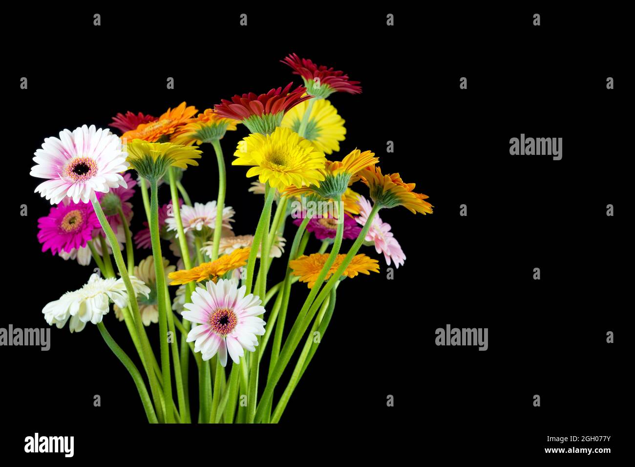 Schönes Bouquet von bunten lebendigen Gänseblümchen Gerbera auf schwarzem Hintergrund Stockfoto