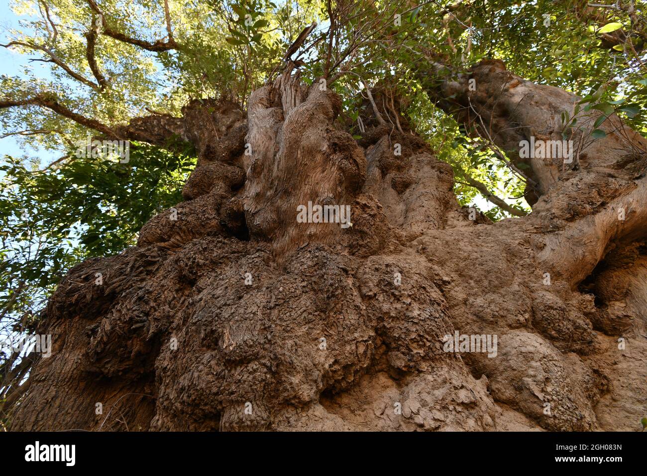 Ein kolossaler Baumstamm ragt am McKinlay River im Northern Territory von Australien in die Baumkrone ein. Stockfoto