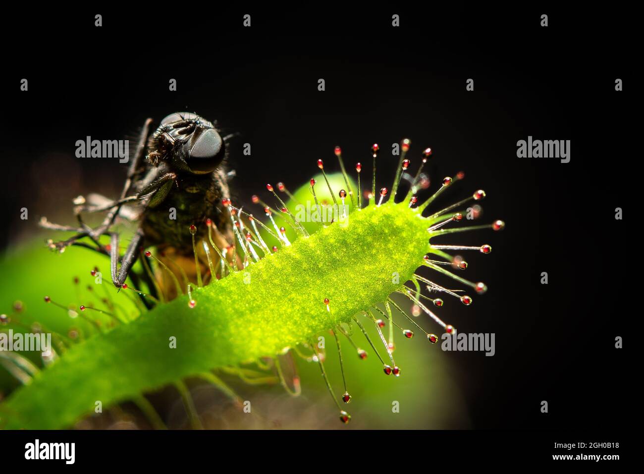Fliege, die von einem drosera capensis (Cape sundaw) gefangen wurde. Fleischfressende Pflanze in Aktion. Stockfoto