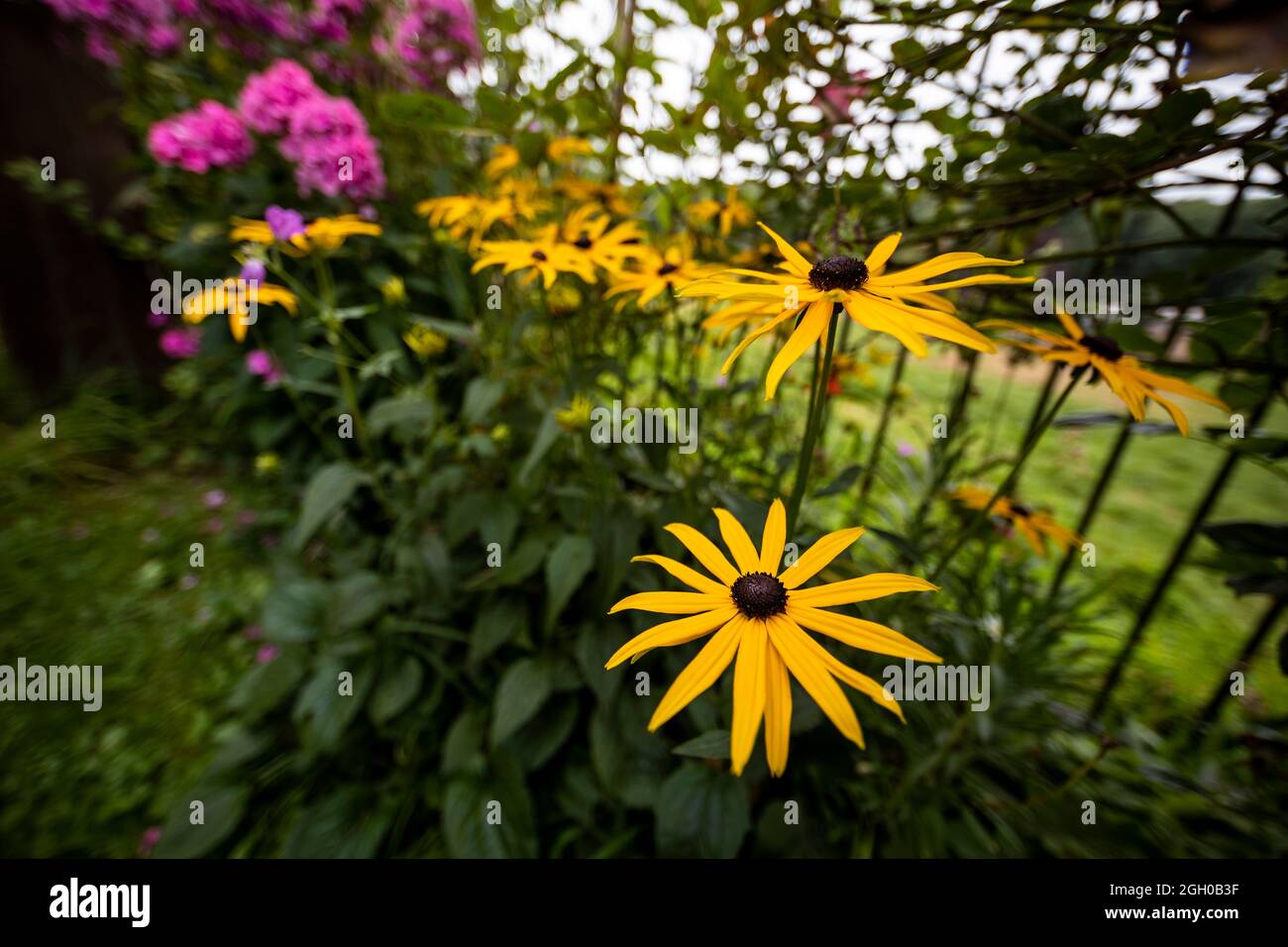 Rudbeckia, Puzzlewood Spätsommergrenze. Stockfoto