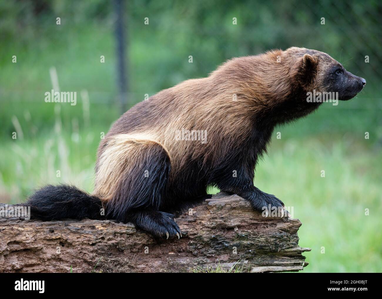 Wolverine in Gefangenschaft im ZSL Whipsnade Zoo Stockfoto