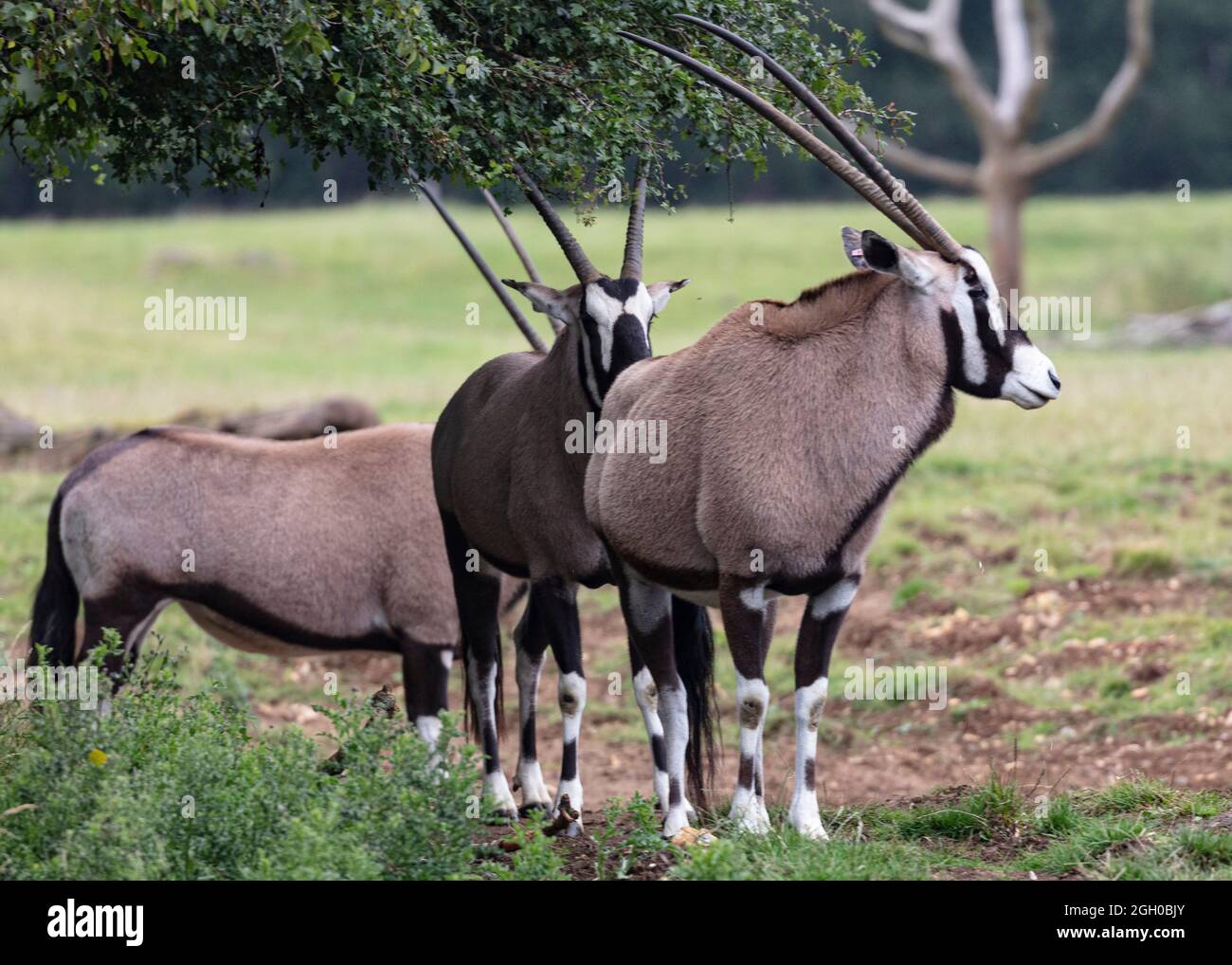 Oryx in Gefangenschaft im ZSL Whipsnade Zoo Stockfoto