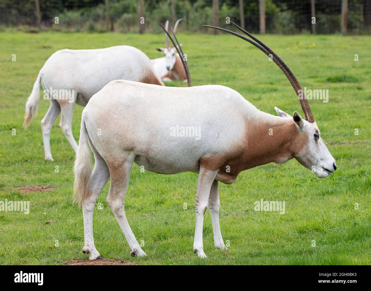 Oryx in Cativity im ZSL Whipsnade Zoo Stockfoto