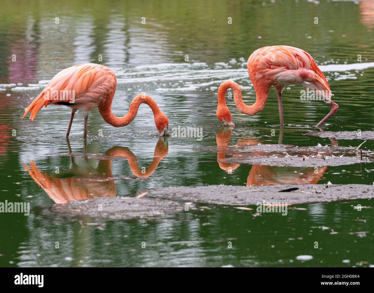 Flamingo's in Gefangenschaft im ZSL Whipsnade Zoo Stockfoto