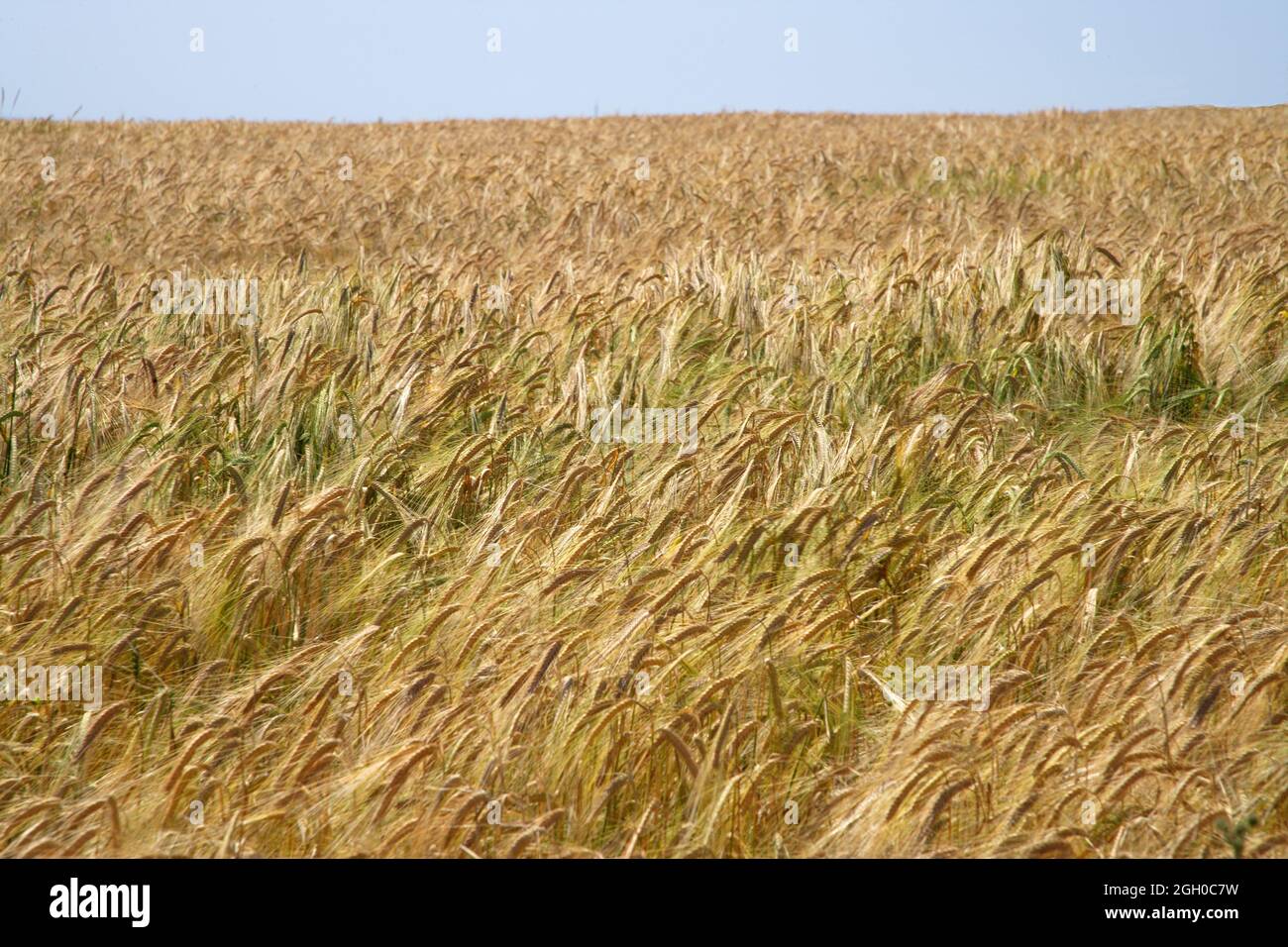 An der Südküste von devon wächst die Ernte Stockfoto