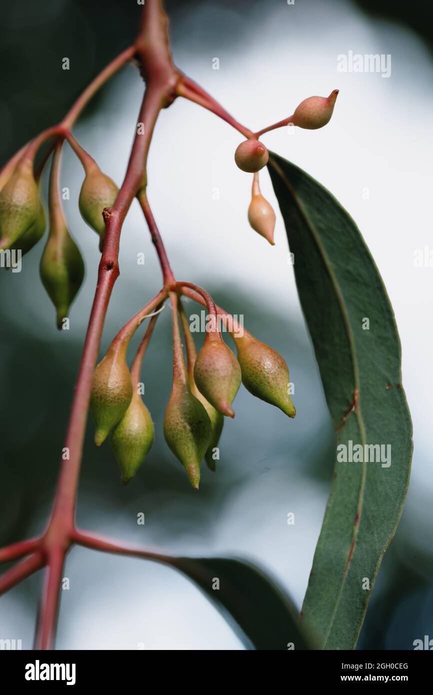 Blütenknospen eines Eukalyptusbaums Stockfoto