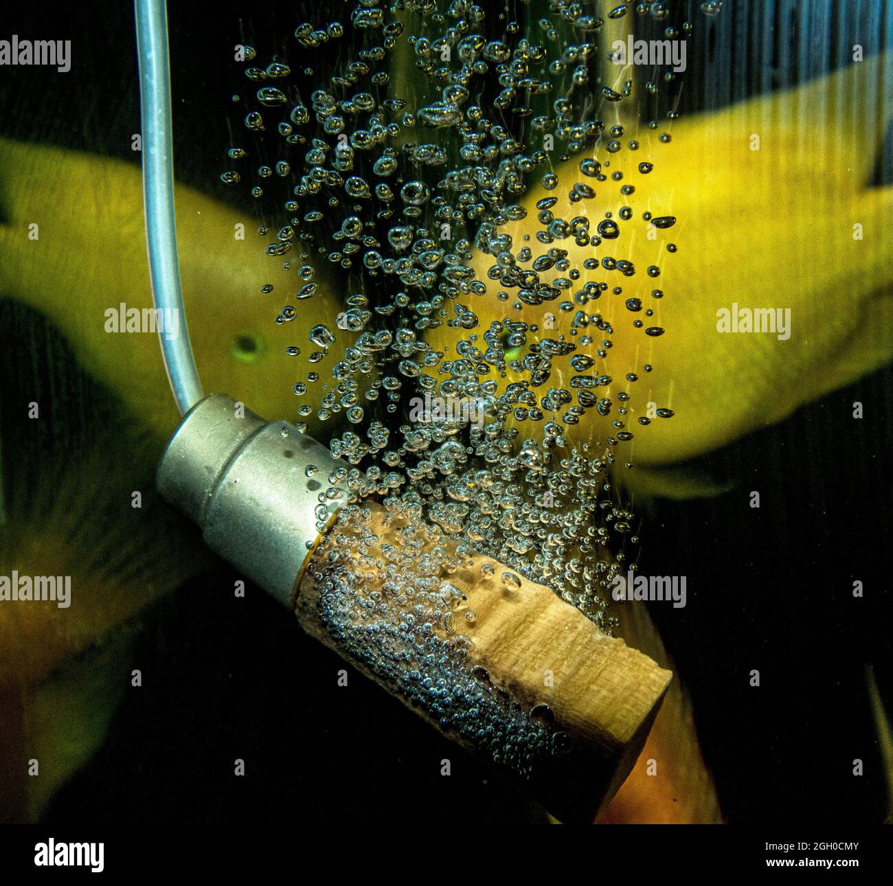 Holzkopf mit Sauerstoffblasen zur Belüftung des tropischen Aquariumtanks Stockfoto