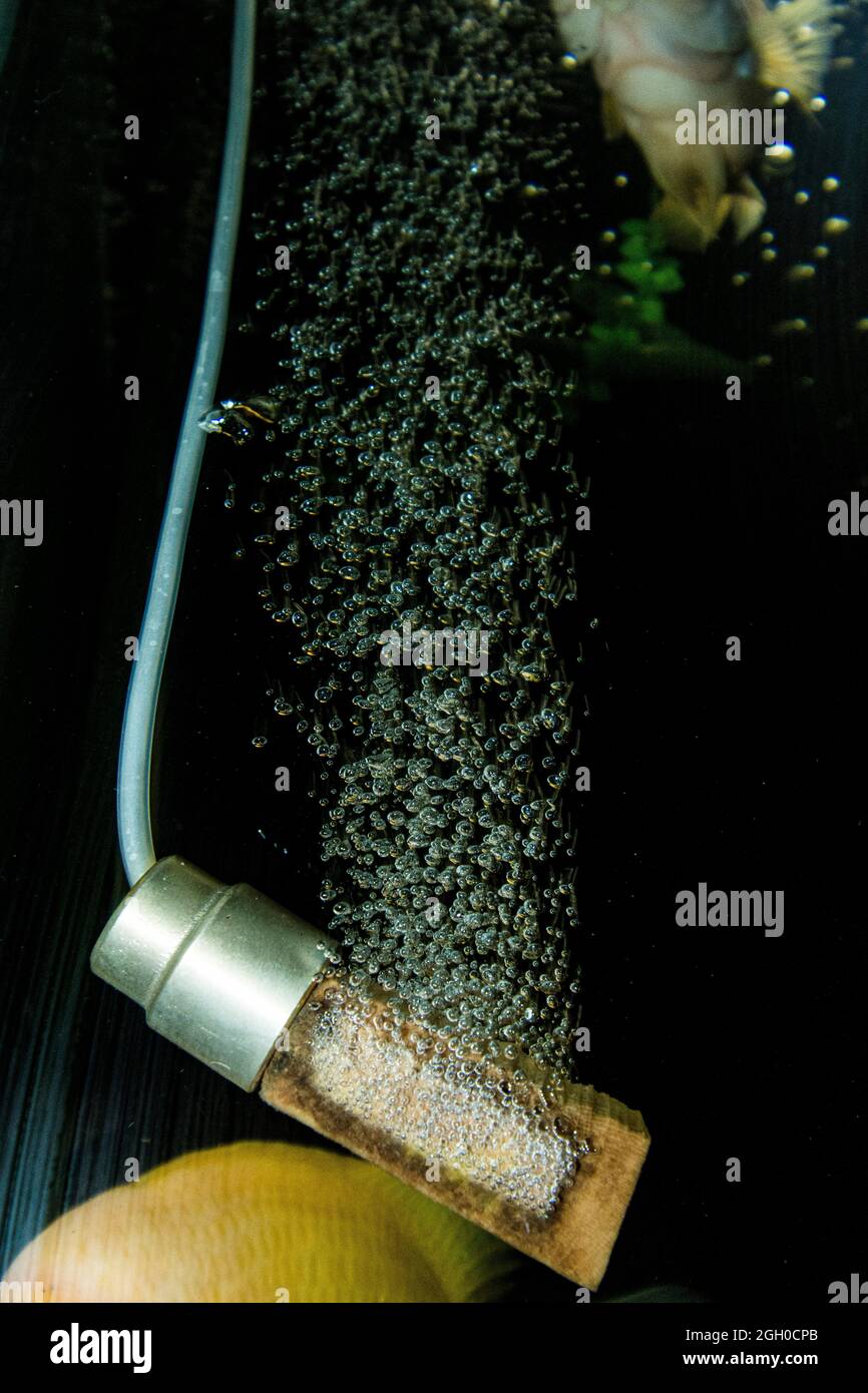 Holzkopf mit Sauerstoffblasen zur Belüftung des tropischen Aquariumtanks Stockfoto