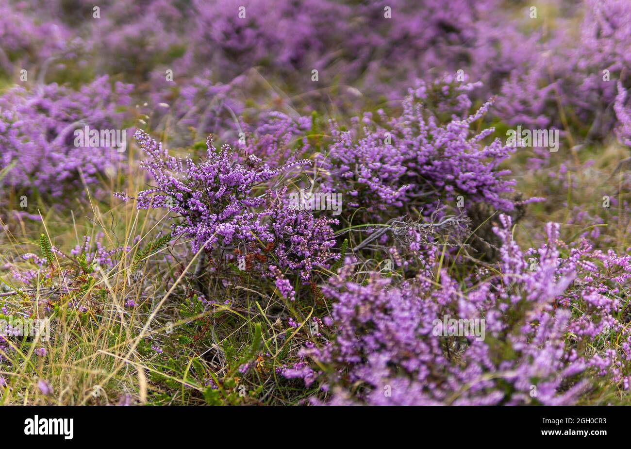 Heather - geringe Schärfentiefe Stockfoto
