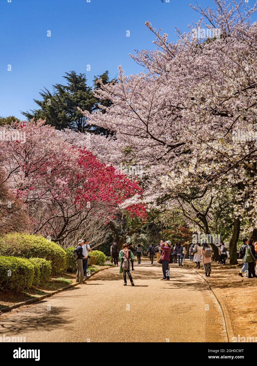 4. April 2019: Tokyo, Japan - Besucher in Shinjuku Gyoen National Garten, Tokio, in Cherry Blossom Saison. Stockfoto