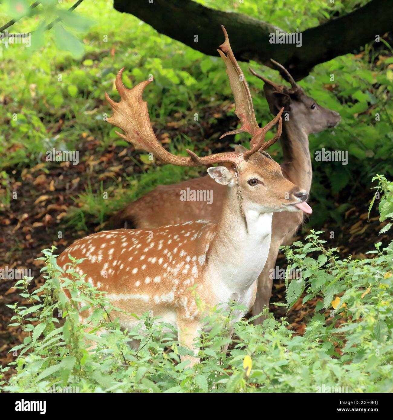 Ein europäischer Damhirsch (Dama Dama) im Wald. Stockfoto