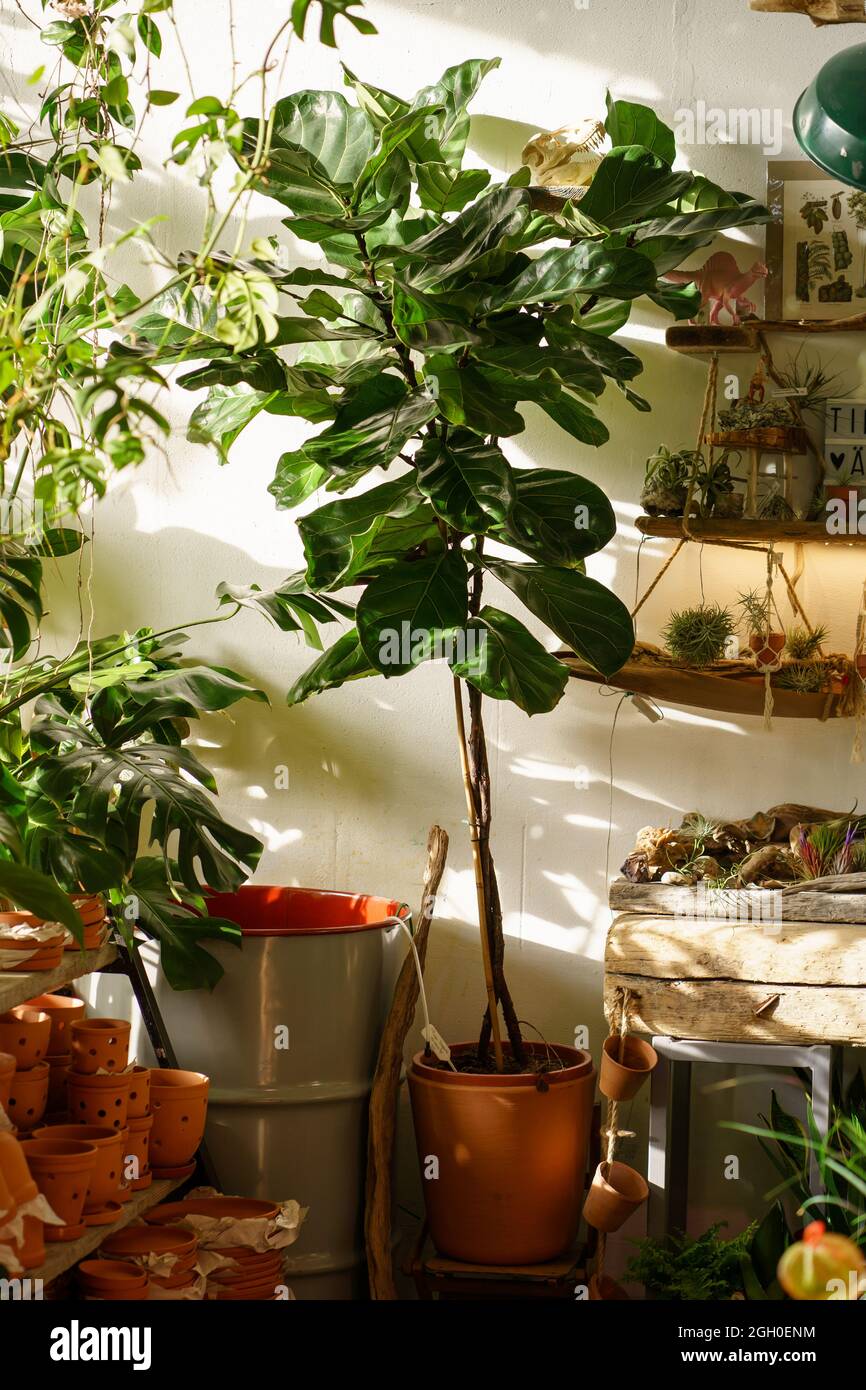 Ficus lyrata Pflanze in Terrakotta-Topf zum Verkauf im Blumenladen fr Haus  oder Wohnung. Sonnenlicht Stockfotografie - Alamy