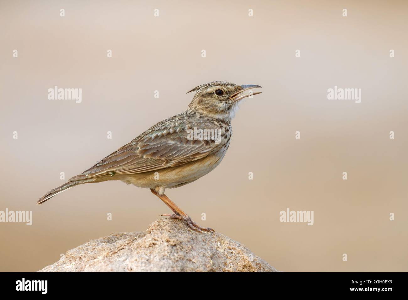 Erklommene Lerche Stockfoto