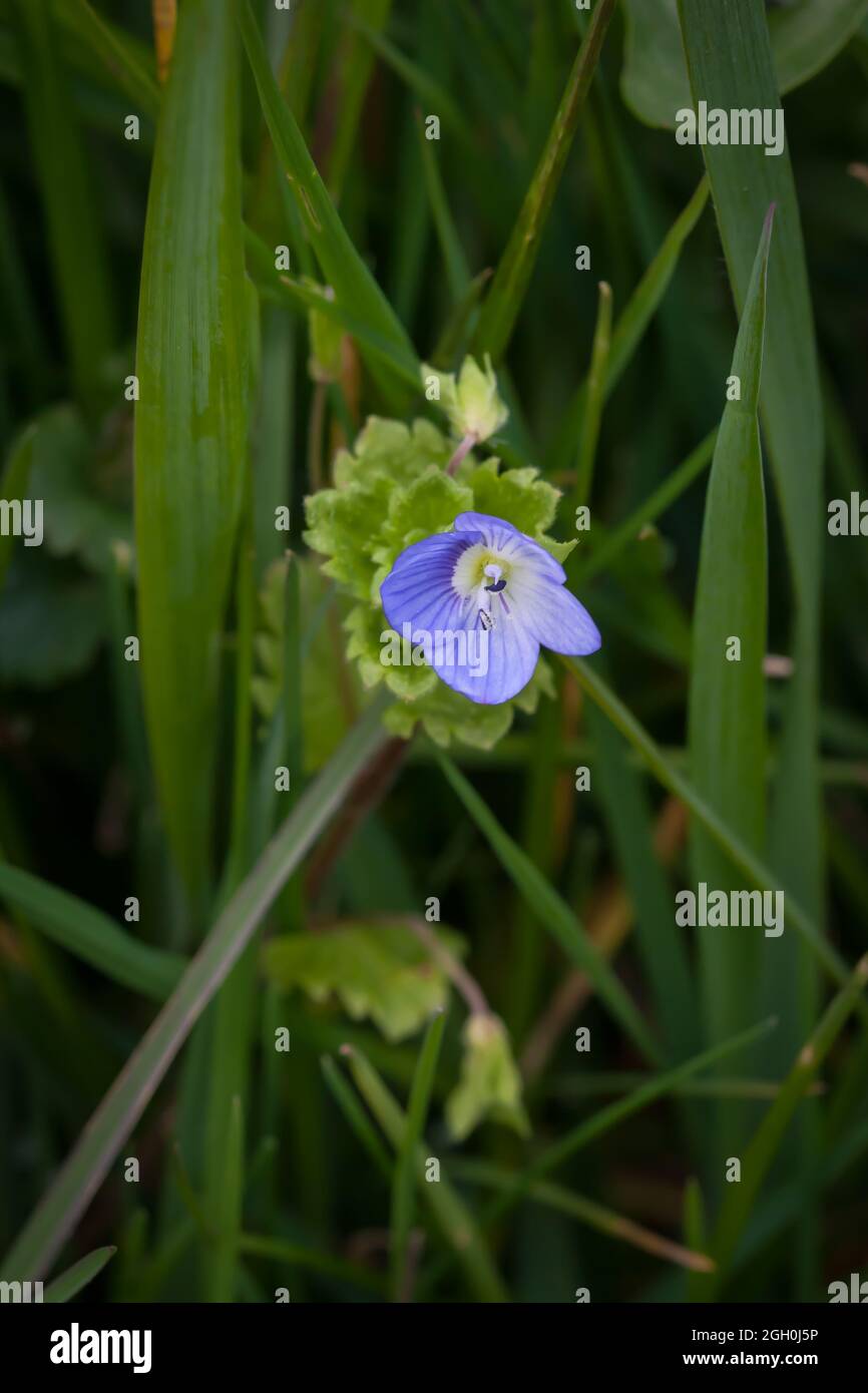 Einzelne hellblaue Blume des Germander Speedwell (Veronica chamaedrys), die in einem Norfolk-Naturschutzgebiet in Welney wächst Stockfoto