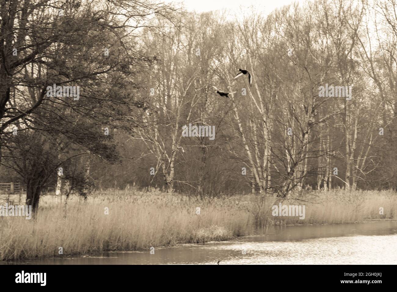 Eine Sepia-Aufnahme eines Duckepaares, das an einigen Bäumen vorbei und über dem Wasser bei Lackford Lakes in Suffolk fliegt Stockfoto