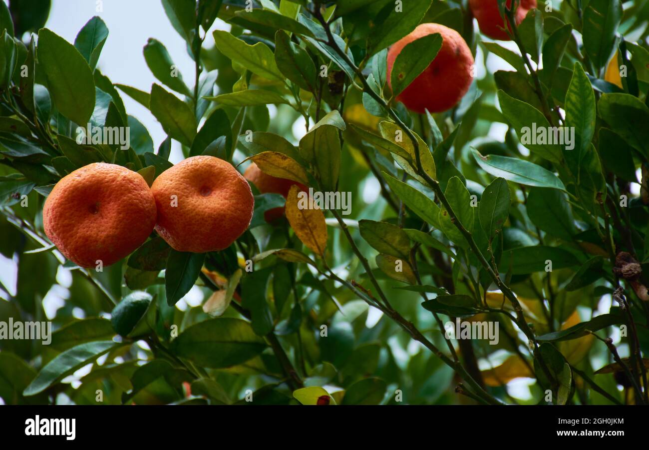 Nahaufnahme eines Mandarinenbaums mit grünen Blättern Stockfoto