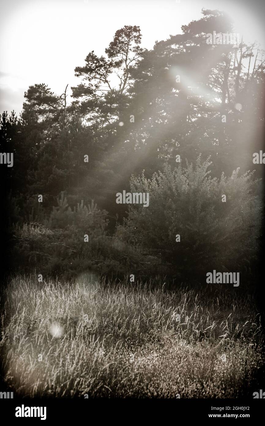 In diesem schwarz-weißen Bild werden Sonnenstrahlen eingefangen, die durch die Baumkronen zum Gras darunter kommen Stockfoto