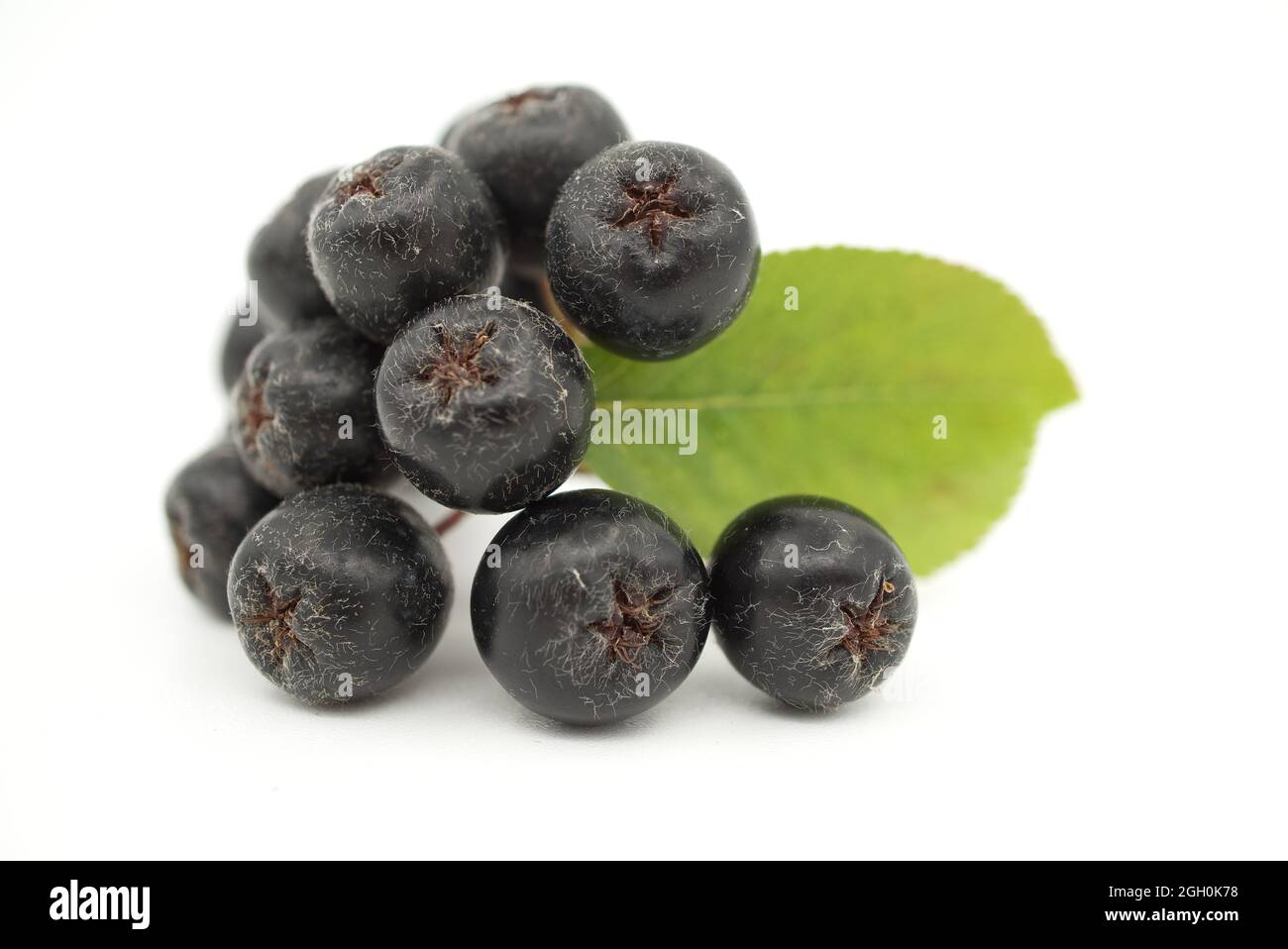 Aronia melanocarpa, genannt die schwarze Apfelbeere. Isoliert auf weißem Hintergrund Stockfoto
