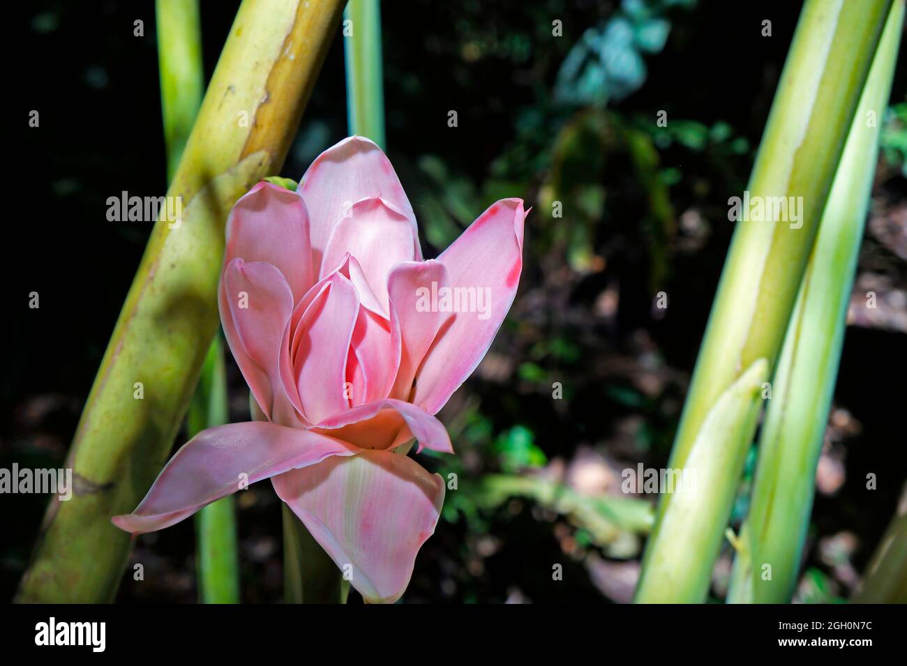 Fackel-Ingwerblume (Etlingera elatior), Minas Gerais, Brasilien Stockfoto