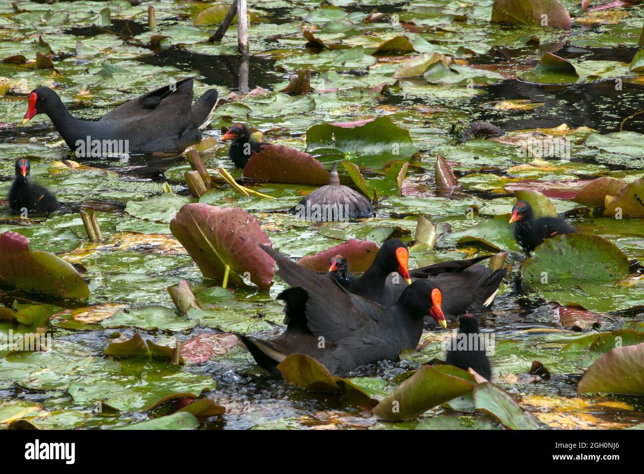 Sydney Australien, ein dunkler Moorhuhn, der mit Küken zwischen den Lotuslilienauflagen schwimmt Stockfoto