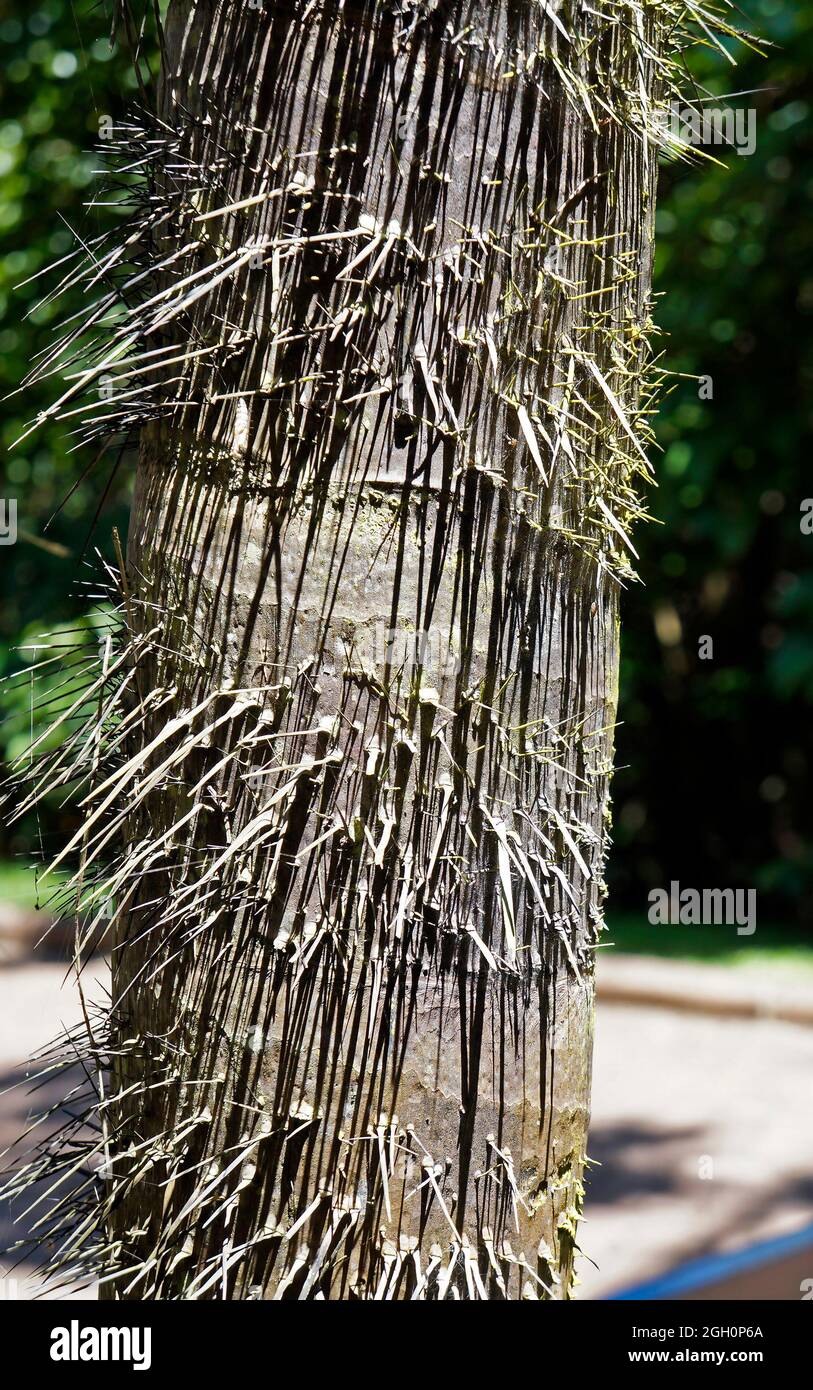 Palmenstamm mit Dornen, Minas Gerais, Brasilien Stockfoto