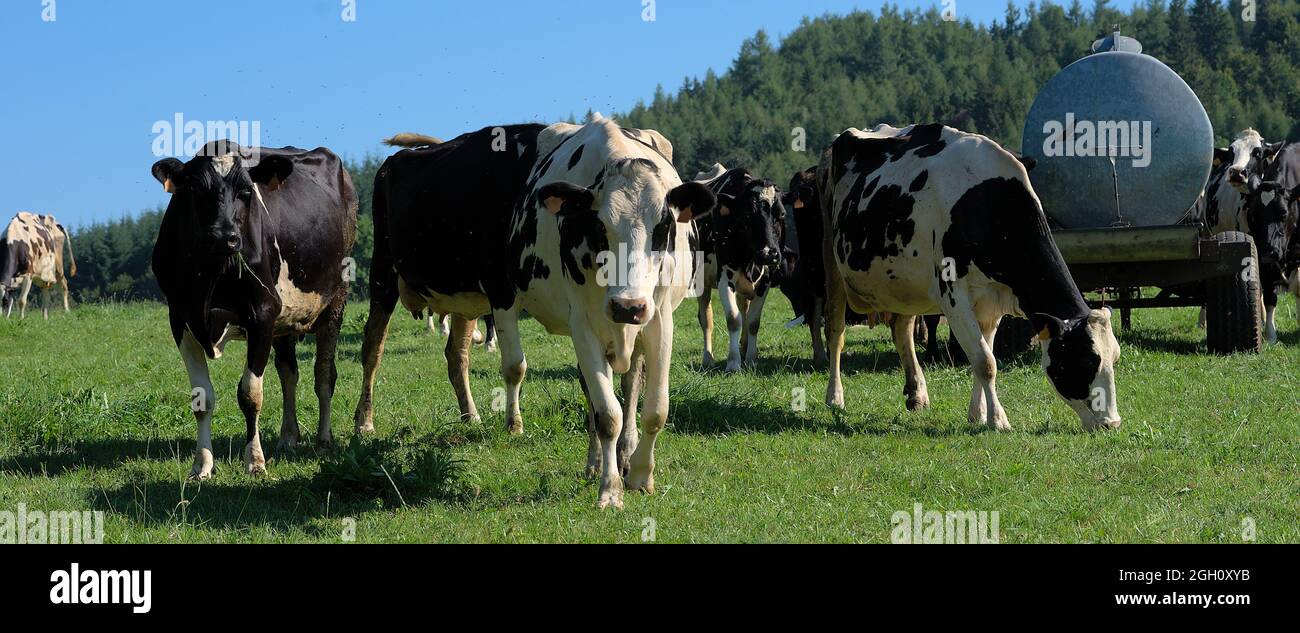 Gruppe junger schwarz-weißer normannischer Kühe, die auf die Kamera schauen Stockfoto