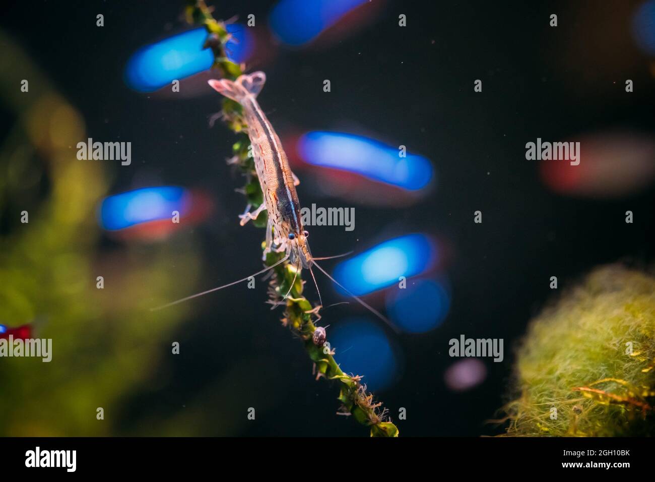 Yamato garnelen -Fotos und -Bildmaterial in hoher Auflösung – Alamy