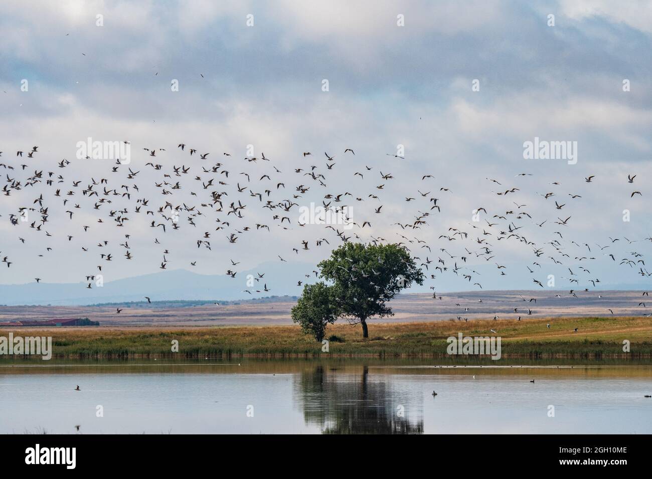 Hunderte von Vögeln fliegen in Gallocanta Lake, einem erklärten Ramsar-Standort, und schützen eine Fläche von 6,720 ha als Feuchtgebiet von internationaler Bedeutung und auch Stockfoto