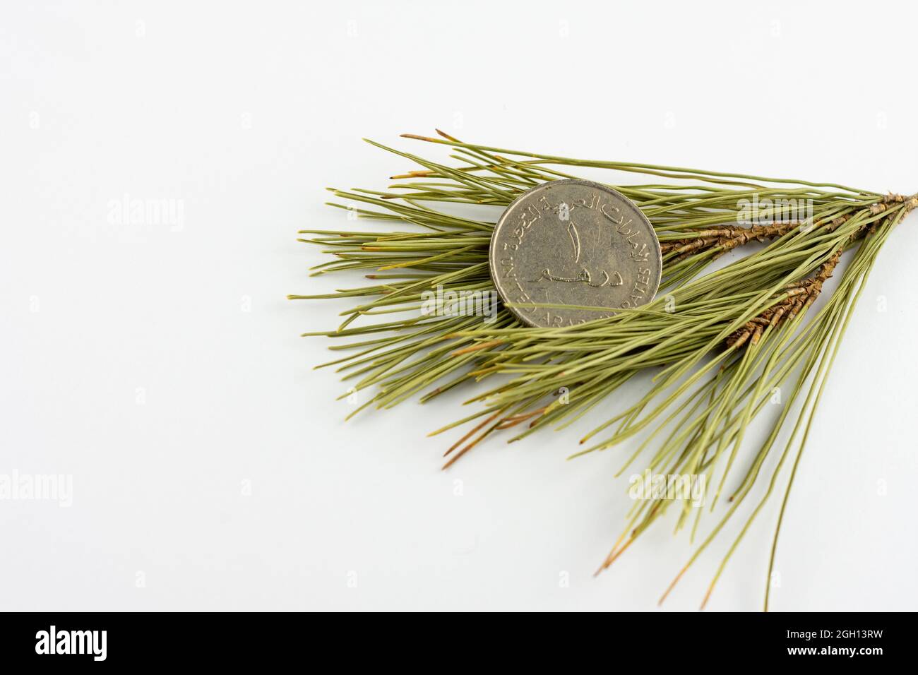 UAE 1 Dirham Münze auf Kiefernnadeln isoliert auf weißem Hintergrund. Stockfoto