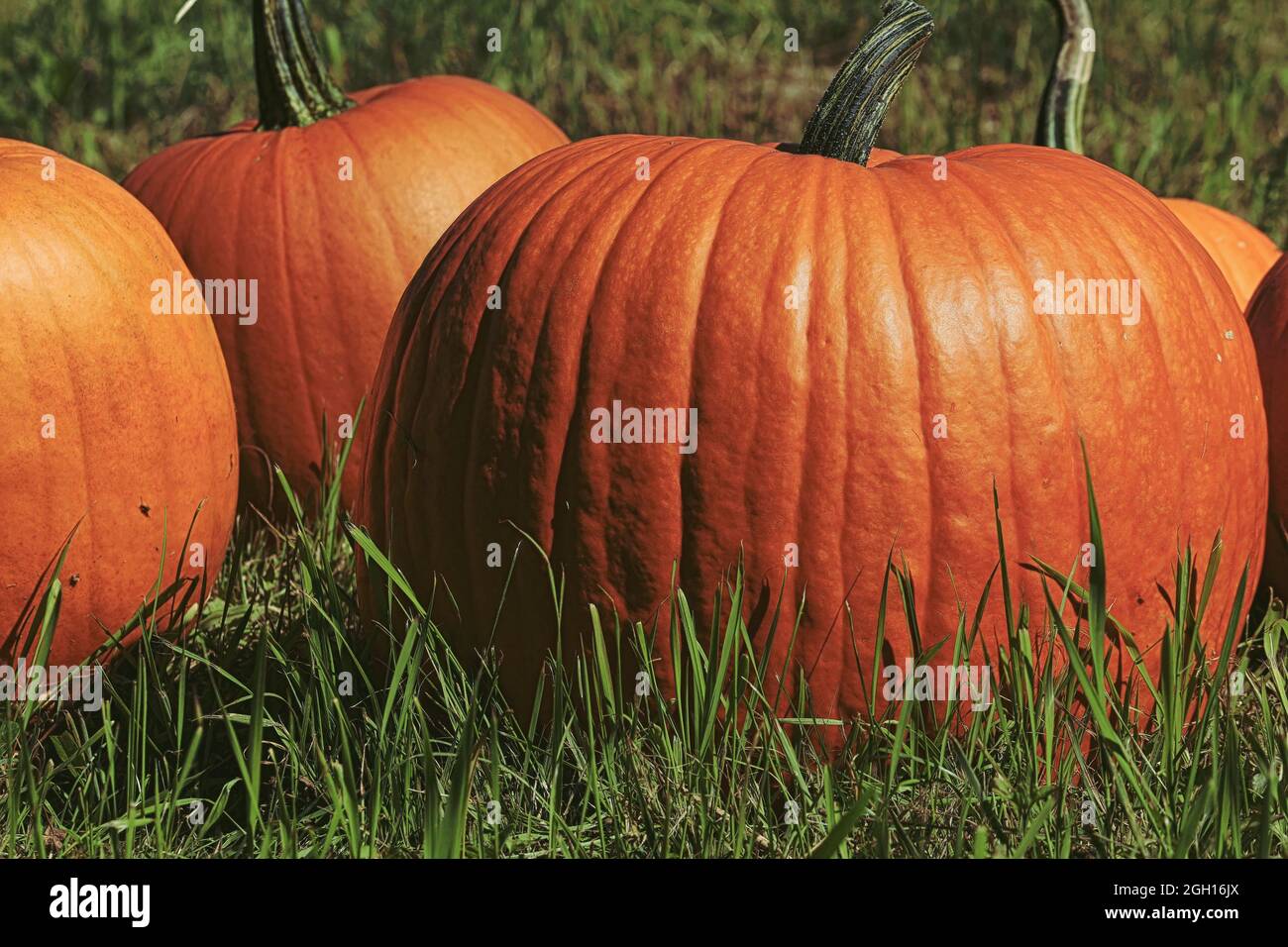 Erntedankfest. Halloween. Große orange Kürbis Nahaufnahme im Freien in Sonnenlicht. Mehrere Kürbisse auf dem grünen Gras. Stockfoto