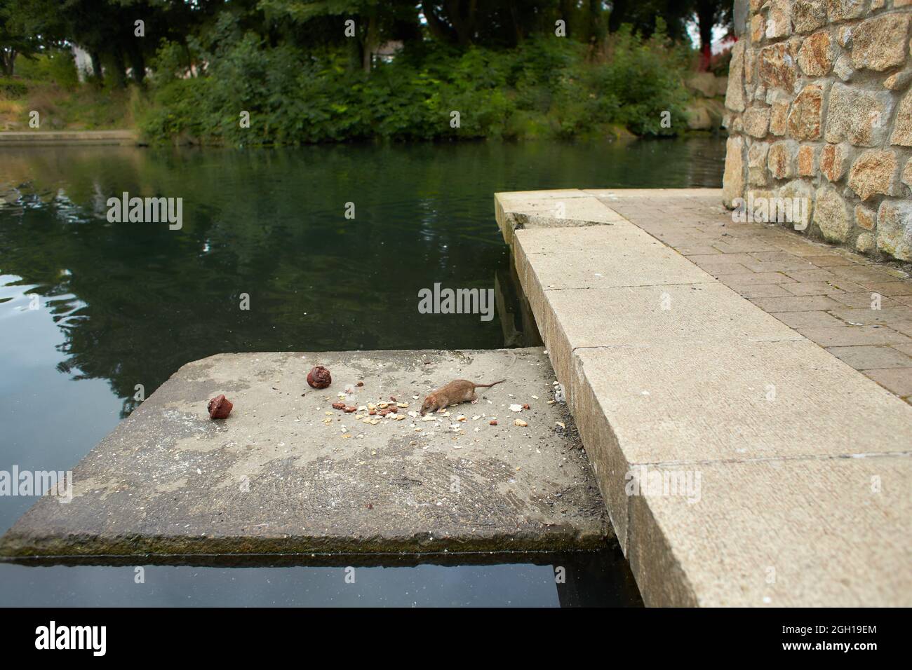 Arvicola amphibius. Wasserratte sammelt Brotkrumen. Stockfoto