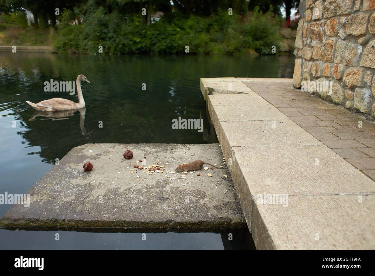 Arvicola amphibius. Wasserratte sammelt Brotkrumen. Stockfoto