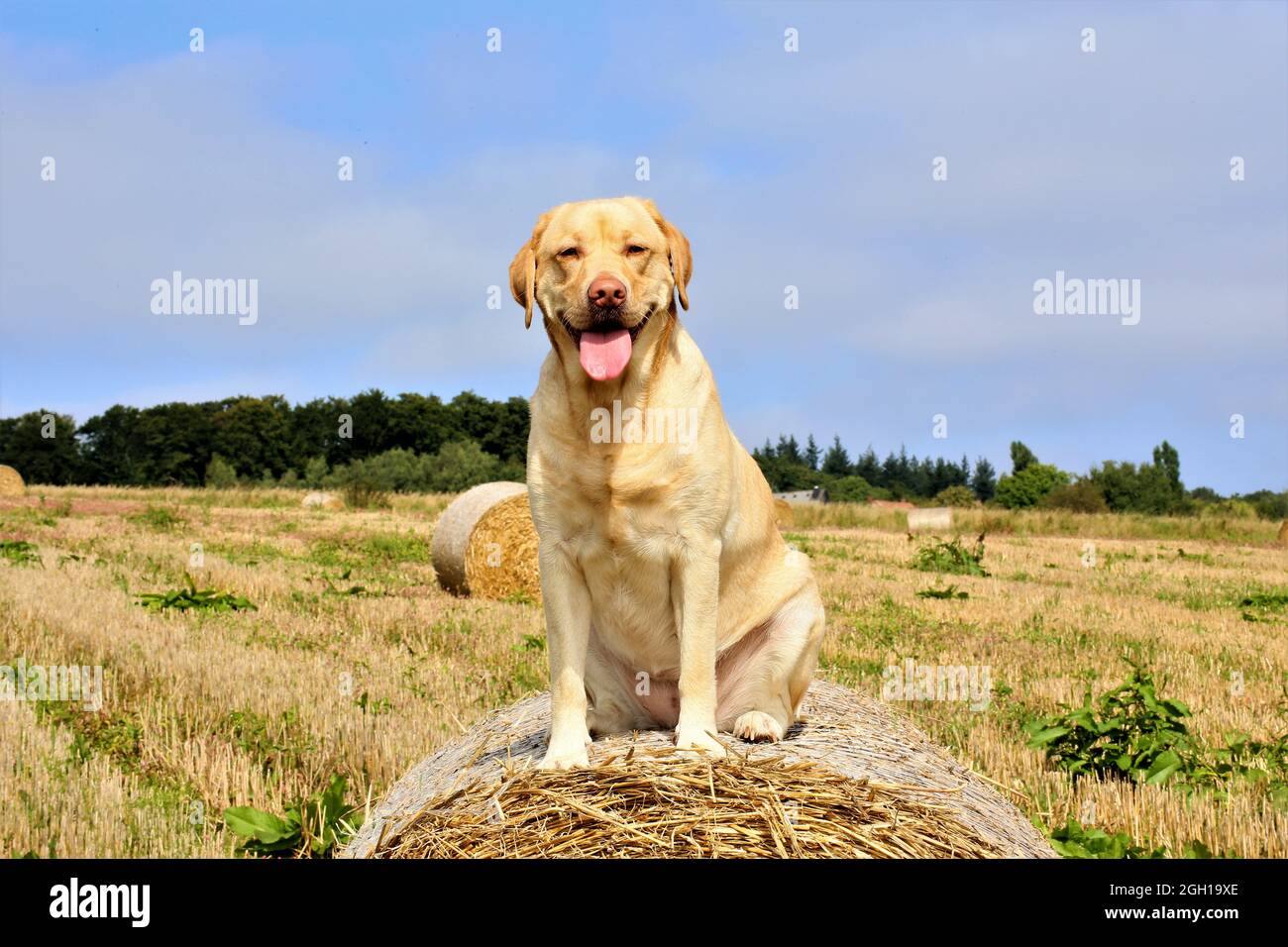 golden Retriever auf dem Feld Stockfoto