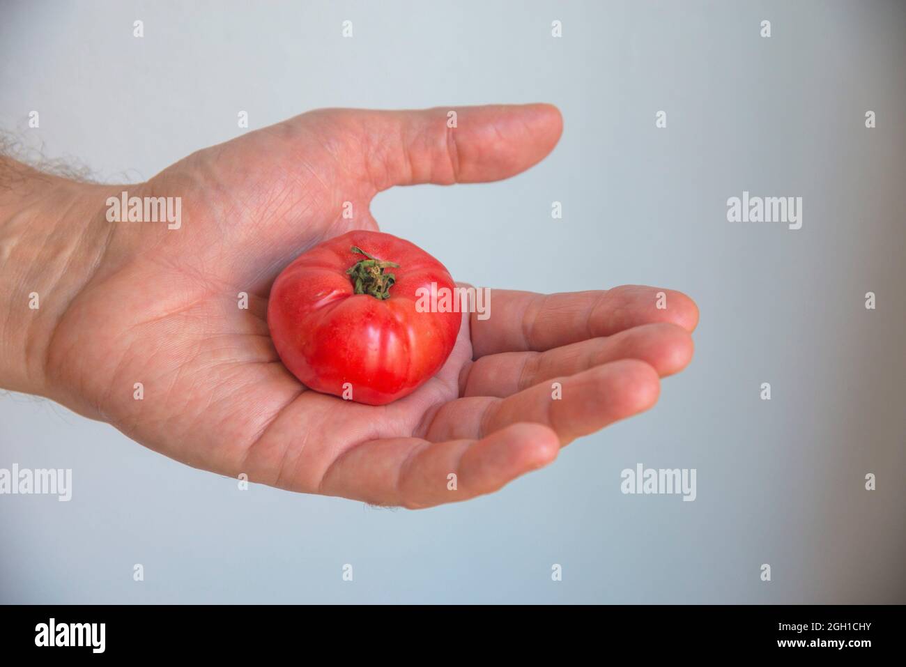 Hand hält eine kleine Tomate. Stockfoto
