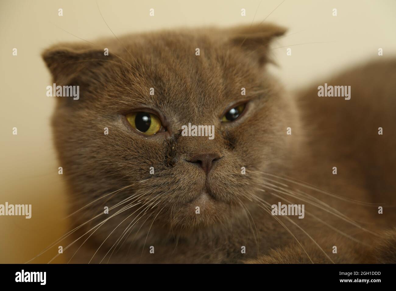 Eine faule fette schottische Faltenkatze liegt schlafend. Ungesunde Katze. Stockfoto