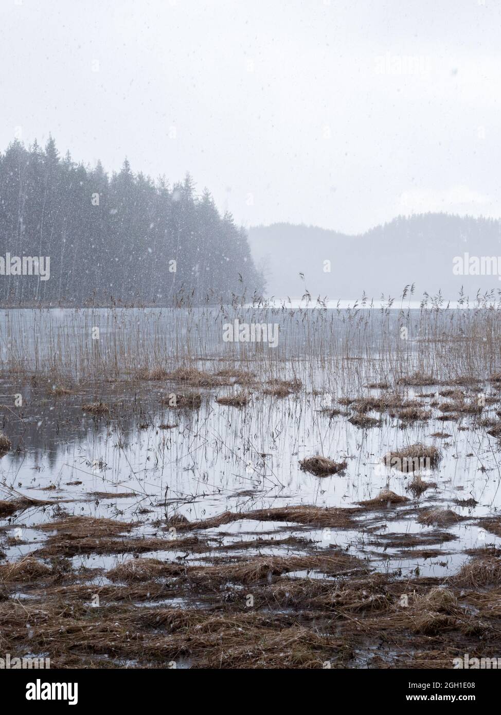Schneefall im Frühling auf der Hochwasserwiese Stockfoto