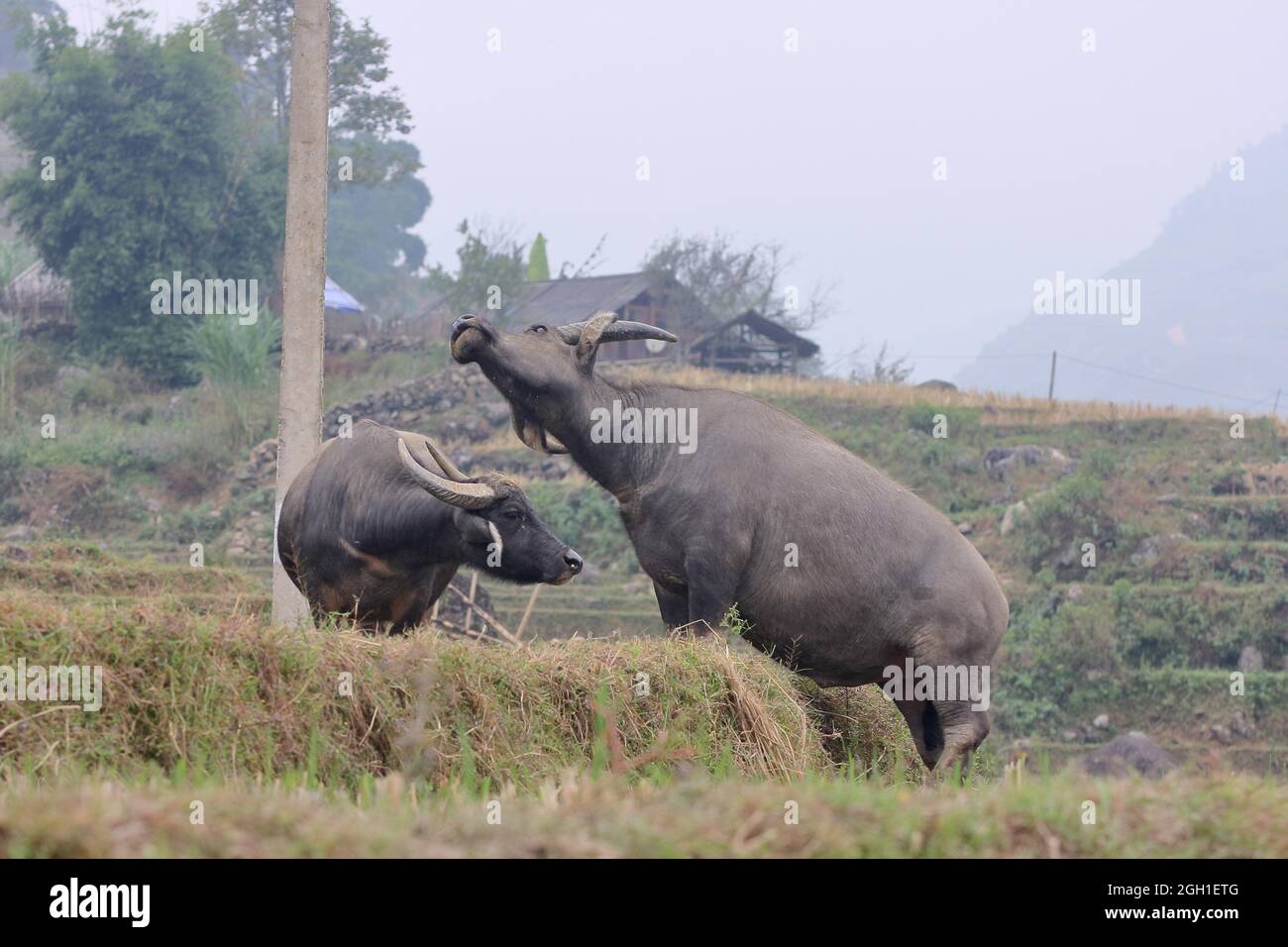 Wasserbüffel in kleinen Bergdorf, Sapa Region, Sapa, Vietnam Stockfoto