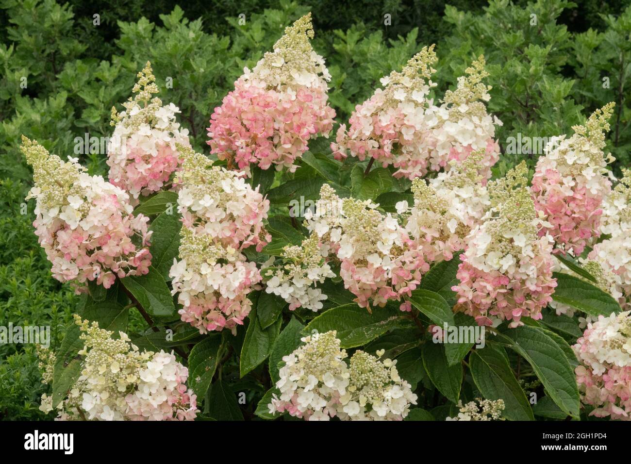 Hydrangea Paniculata 'Pinky Winky' Stockfoto