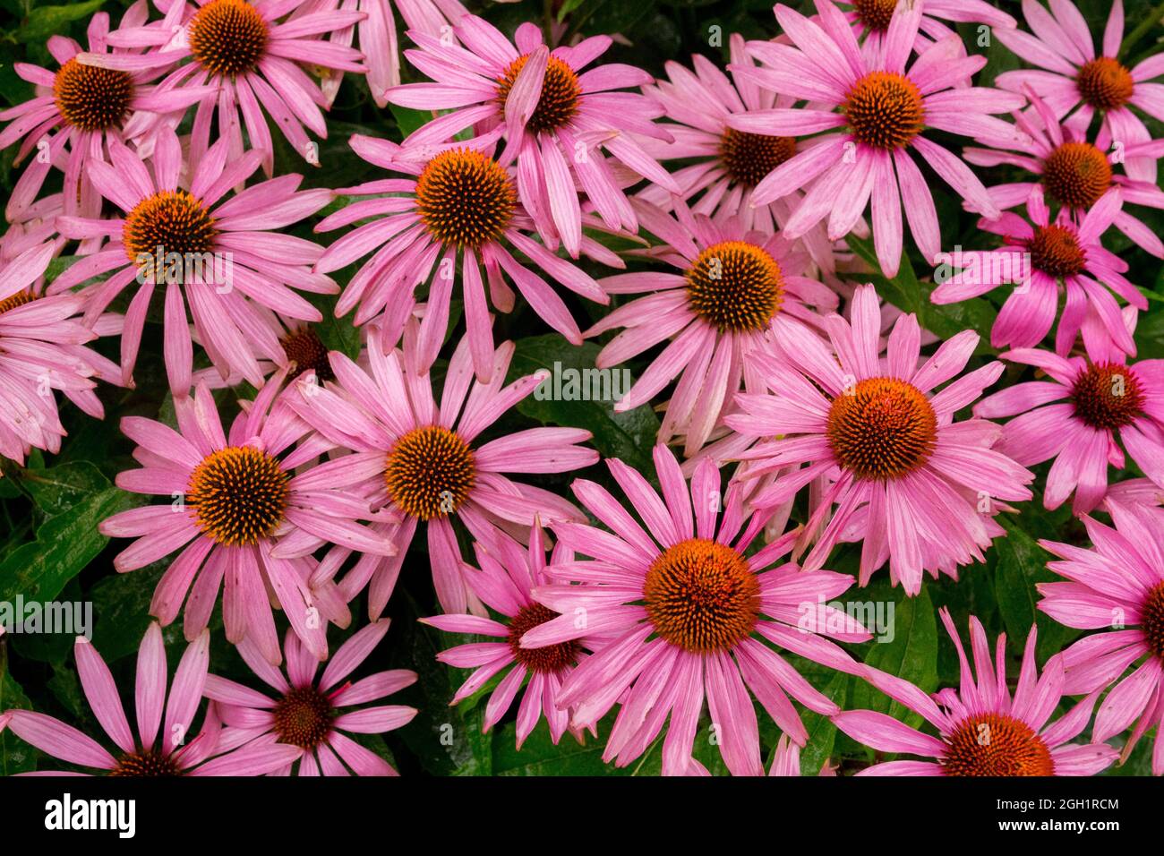 Violette Kegelblume, Echinacea purpurea Blume „Feeling Pink“ Stockfoto