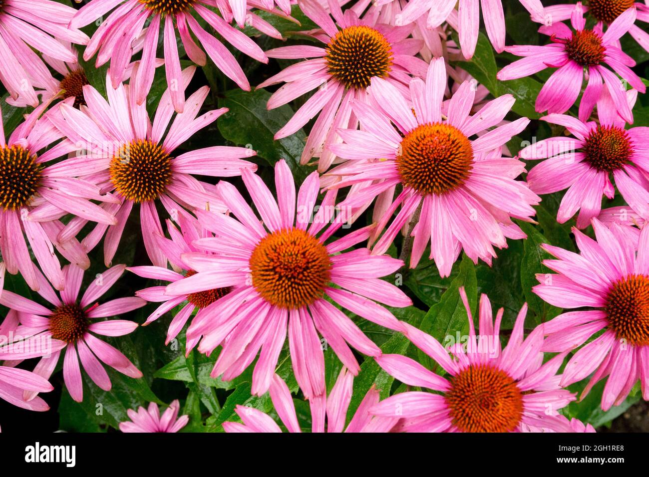 Leuchtend rosa Kegelblumen Blume Echinacea purpurea 'Feeling Pink' Stockfoto