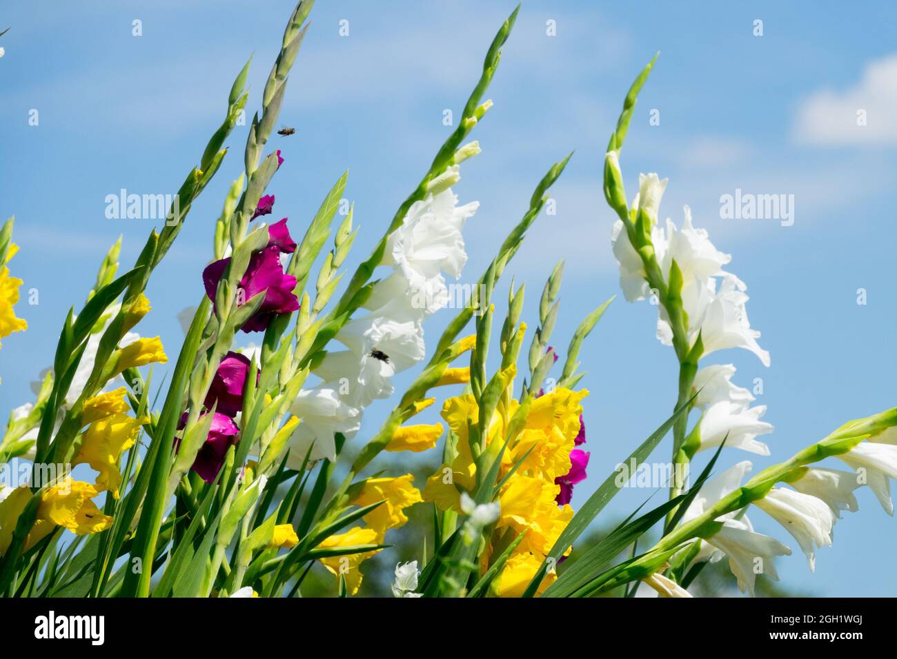 Gemischte bunte Gladioli Gelbe weiße Gladiolusblüten Stockfoto