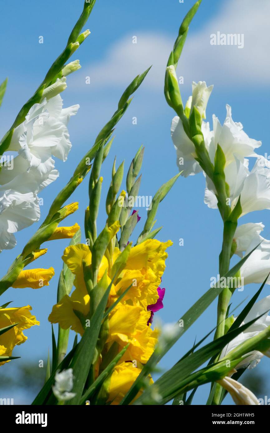 Weißer Gladiolus gegen blauen Himmel, Sommergarten Gladioli Stockfoto