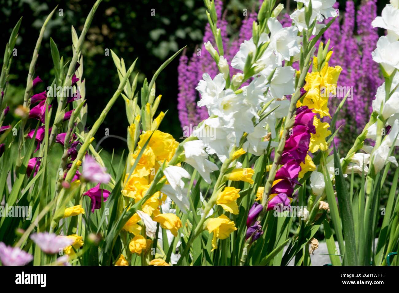 Bunte Gladioli Garten Bett Gladiolus gemischte Gladioli Blumen Stockfoto