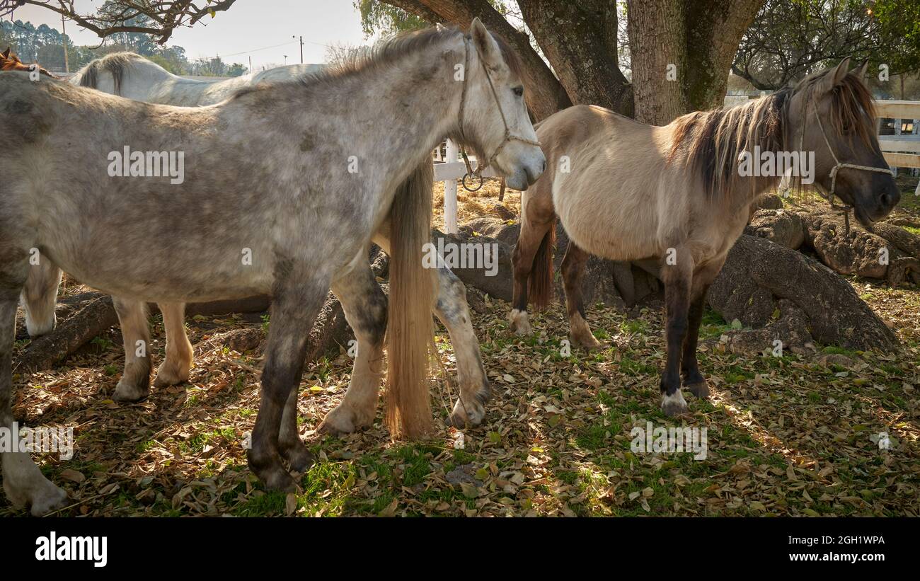 Pferde im Paddock Kastanienviertel Pferde entlang der Zaunlinie eines Paddocks Stockfoto