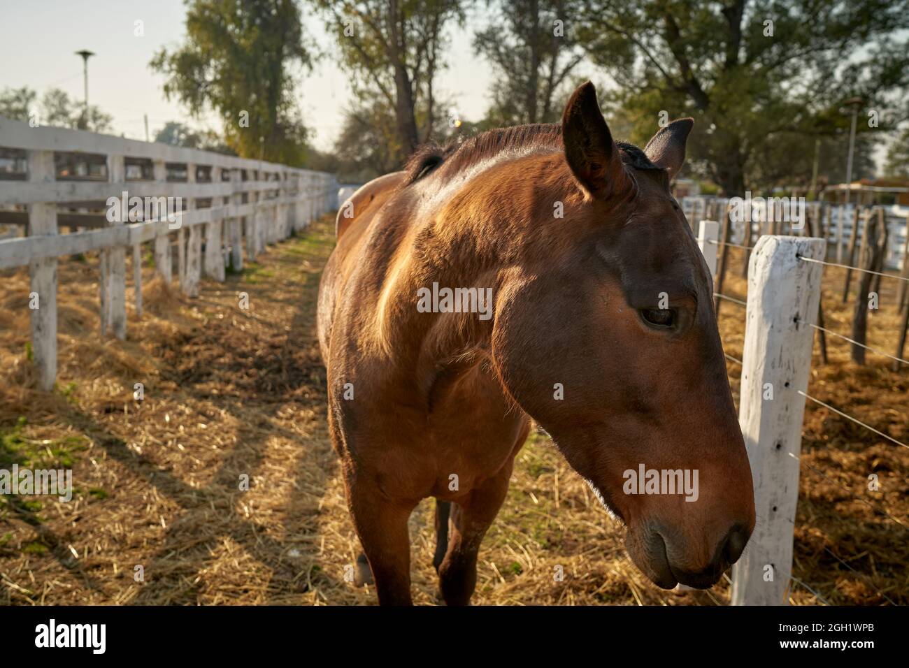 Nahaufnahme des amerikanischen Viertelpferdes Stockfoto